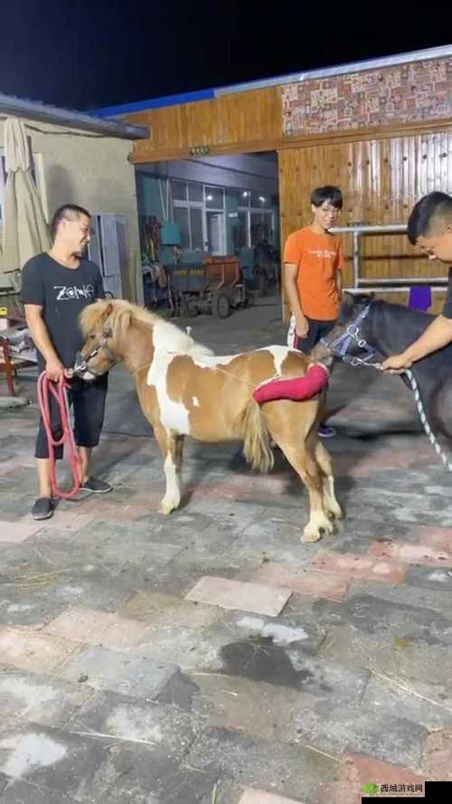 狗配人怎样配马配人呢图片:探寻其中奥秘