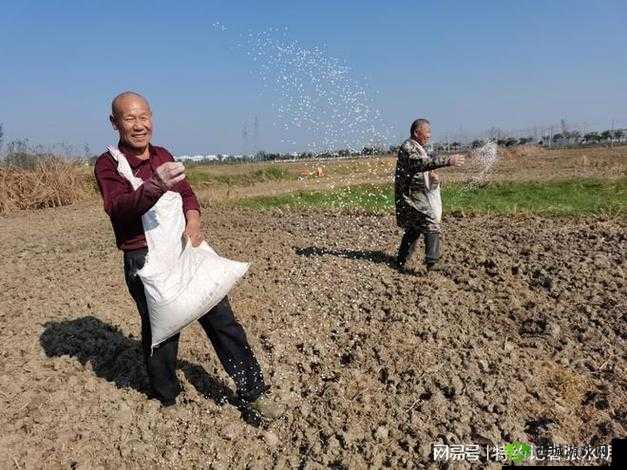 韩国朋友家的麦子是如何种植的:深耕、选种、播种、施肥、灌溉、收割