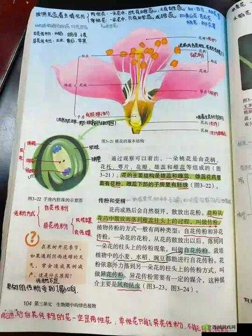 老师拿校花做示范：探索生物课繁殖的奥秘