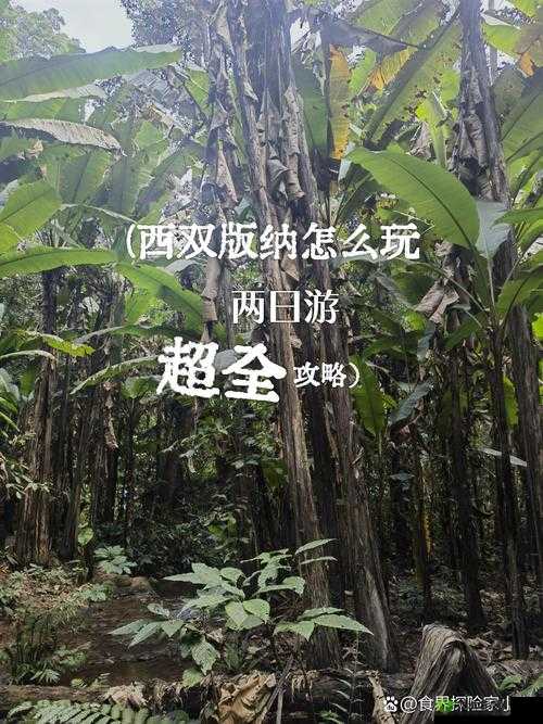 菠萝蜜观看路线仙踪林:探索神秘热带雨林的奇妙之旅