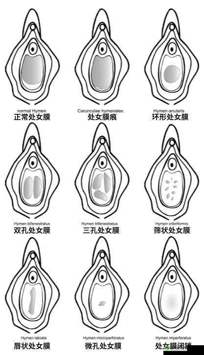 初女破初全过程视频:揭秘纯洁少女的蜕变之路
