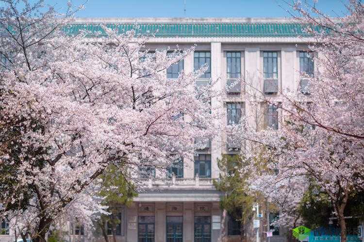 樱花官方正版官网的入口：带你领略缤纷樱花世界