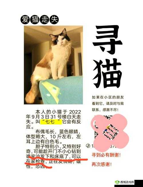 当猫咪失踪,怎么办?
